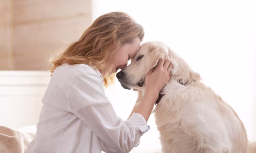Senior pet veterinary care
